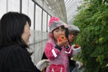 FBS福岡　光樹とまと　「トマト狩り体験」