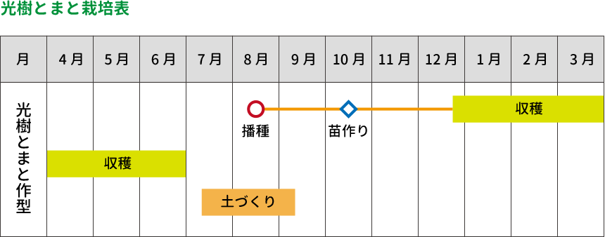 光樹とまと栽培表